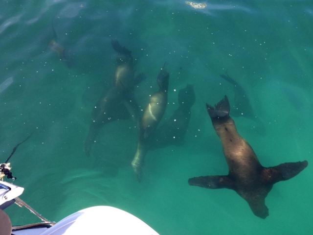 Leones marinos en Puerto